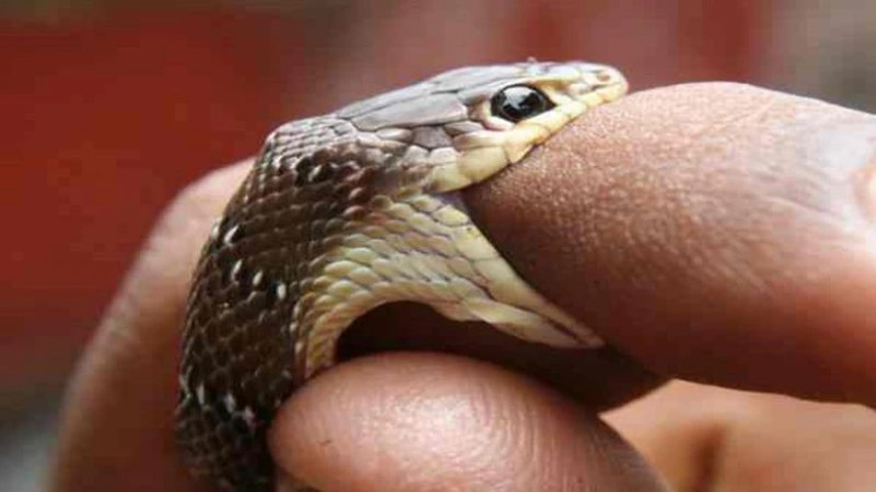 Mơ thấy rắn cắn v&agrave;o tay l&agrave; điềm b&aacute;o xui xẻo