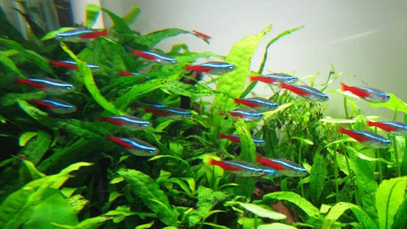 &Yacute; nghĩa của nằm mơ thấy c&aacute; đ&aacute;nh con g&igrave;